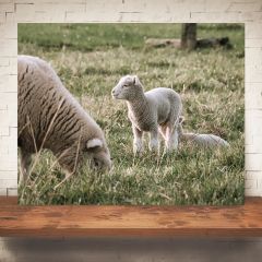 Lambs On Farm Print Wall Art