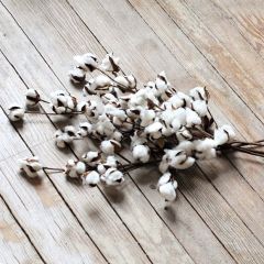 Large Cotton Stems