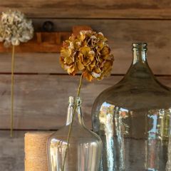 Late Season Green Hydrangea Stem