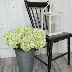 Light Green Hue Hydrangea Stem