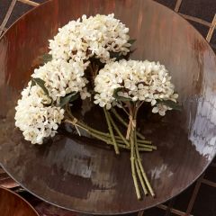 Lovely Two Tone Hydrangea Bunch