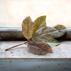 Magnolia Acres Leaf Spray