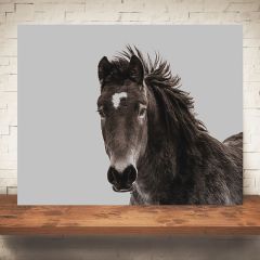 Majestic Horse Print Wall Art