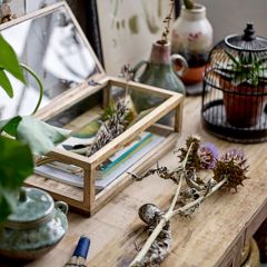 Mango Wood Glass Panel Display Box