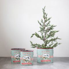 Merry Christmas Bird Bucket Set of 3