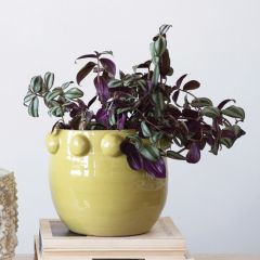 Modern Classics Planter Pot Collection Green