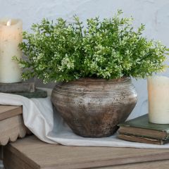 Natural Accents New England Boxwood Bush