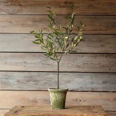 Natural Accents Potted Olive Tree