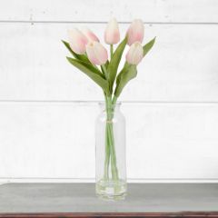 Pale Tulip Bundle