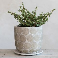 Polka Dot Terra Cotta Planter With Saucer