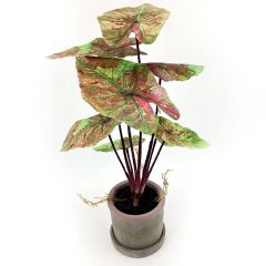 Potted Caladium Plant