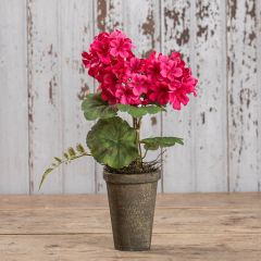 Potted Dark Pink Geranium 