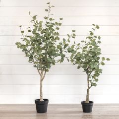 Potted Decorative Eucalyptus Tree