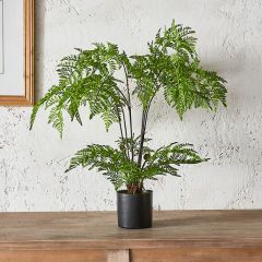 Potted Decorative Fern
