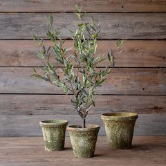Potted Decorative Turkish Olive Tree