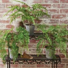 Potted Fern