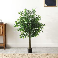 Potted Ficus Bush Tree