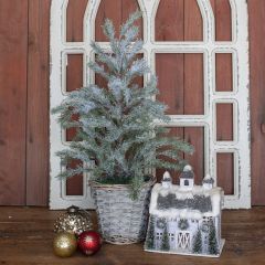 Potted Iced Pine In Basket