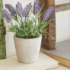 Potted Lavender