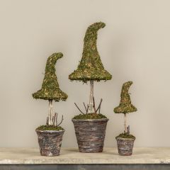 Potted Mossy Witch Hat Topiary