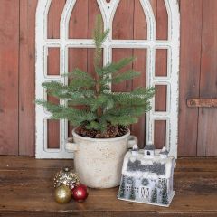 Potted Pine With Pinecones