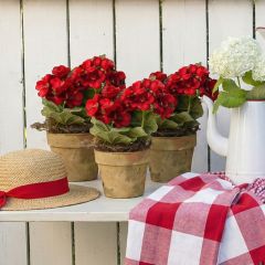 Potted Red Geranium