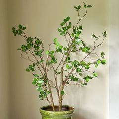 Potted Tea Leaf Tree