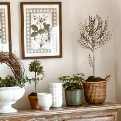 Potted Thyme Topiary