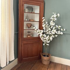 Potted White Cherry Blossom Tree