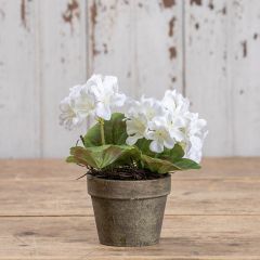 Potted White Geranium Set of 3