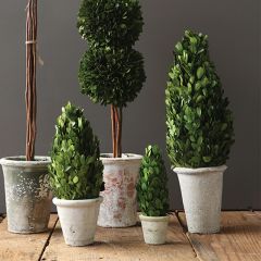 Preserved Boxwood Cone Topiary One of Each