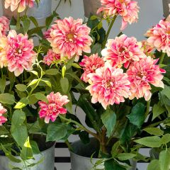 Pretty in Pink Dahlia Stem Set of 3