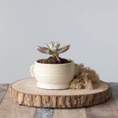 Round Paulownia Wood Slice