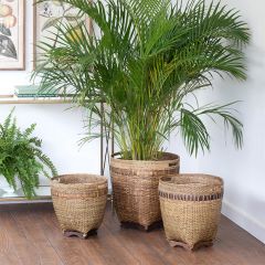 Scalloped Base Rattan Basket Set of 3