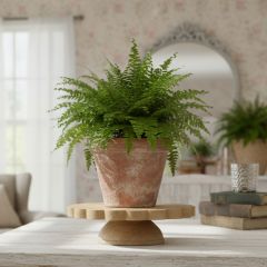 Scalloped Wood Cake Pedestal