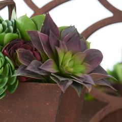 Sempervivum Succulent Stem