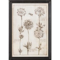 Sketched Anemone Flower Framed Wall Art