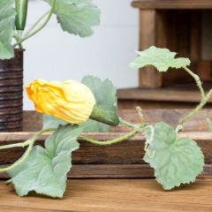 Squash Vine Stem