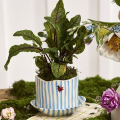 Striped Ceramic Ladybug Pot with Saucer
