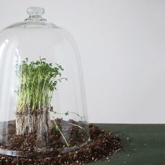 Tall Bell Shaped Glass Cloche