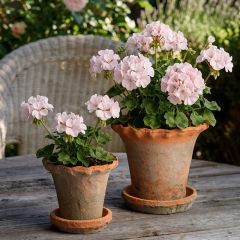 Tall Pie Crust Rustic Planter Pot with Saucer Set of 2