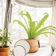 Textured Cement Planter 6 Inch