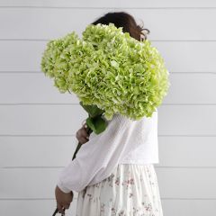 Vibrant Hydrangea Stem