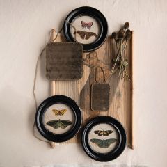 Vintage Reproduction Framed Butterfly Image Set of 4