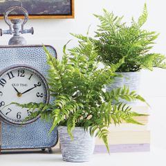 Whitewash Potted Fern Set of 2