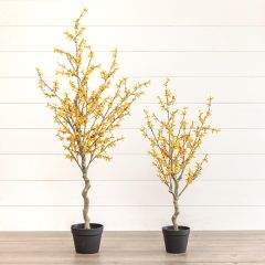 Yellow Winter Jasmine Potted Tree