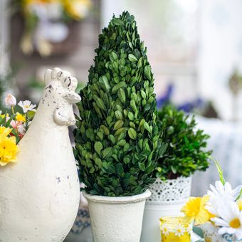 Preserved Boxwood Cone Topiary 17 Inch