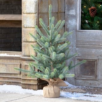 Burlap Wrapped Lighted Spruce Seedling 36 Inch