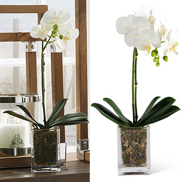 Artificial Orchid in Glass Container | Antique Farmhouse