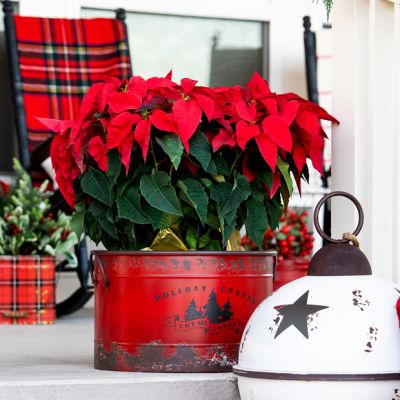Holiday Greens Rustic Metal Tree Pots Set of 3